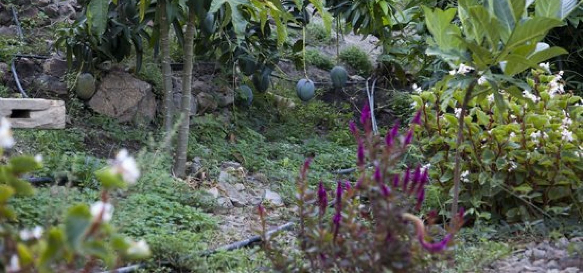 Botanical park and gardens of Crete